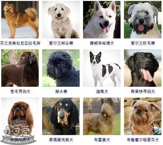 狗狗品种大全及图片 这些品种的狗狗你都认识吗