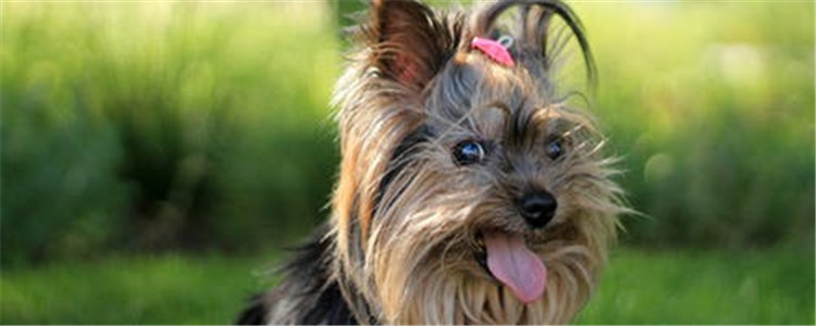 狗不能吃的水果有什么 这五种水果狗狗千万不能吃