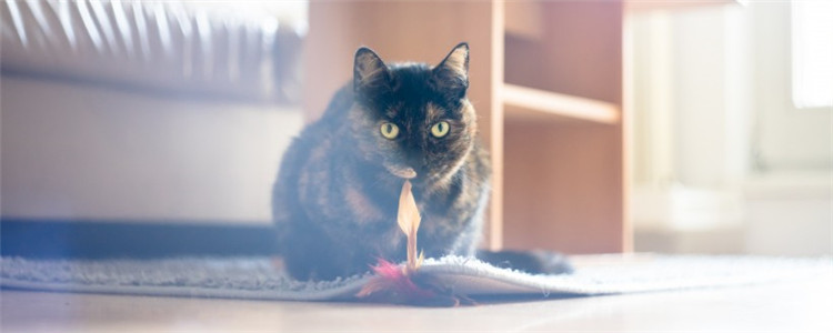 猫砂盆放哪里好 放猫砂盆要注意什么