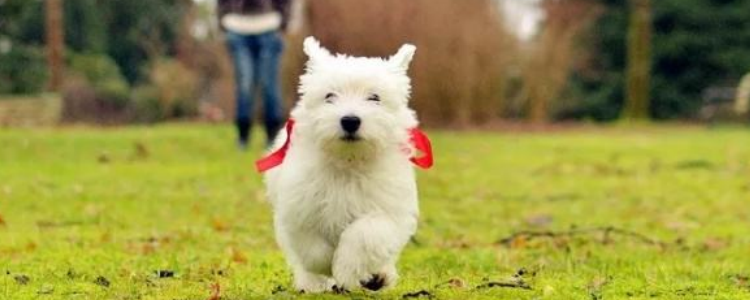 狗狗爱咬人是什么原因 狗狗爱咬人的原因主人必须要知道！