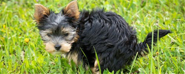 狗吃骨头有哪些好处 狗狗不能吃什么骨头