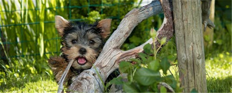 刚买的狗要注意什么 这几个注意事项你知道吗