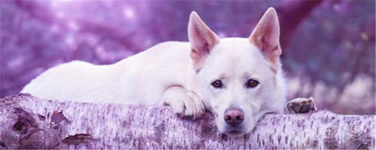 狗狗得细小的症状 狗狗得了细小要注意什么