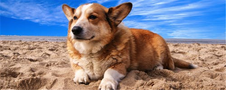 五种颜值高的狗 你家的狗狗榜上有名吗