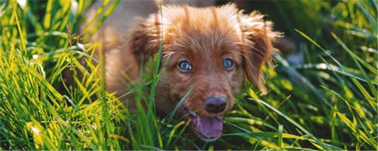 肛门腺不挤可以吗 狗狗肛门腺要怎么挤