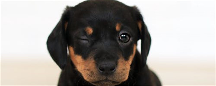 狗狗泪痕处理方法 这五个方法你学会了吗