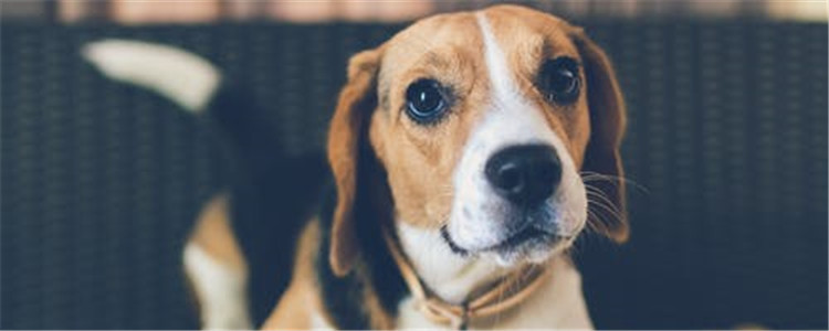 狗狗流泪的原因 你家的狗狗会流泪吗