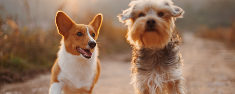 收养流浪狗注意事项 这样做不会被攻击