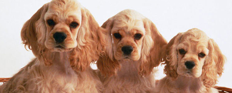 养狗不能养的植物 这些植物你要当心了