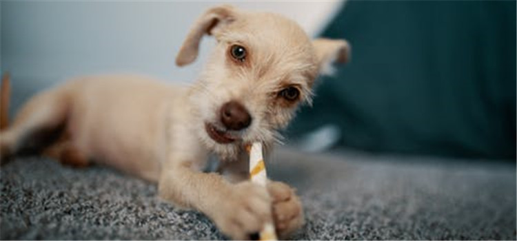 狗蛀牙的危害是什么 狗狗的牙齿要如何护理