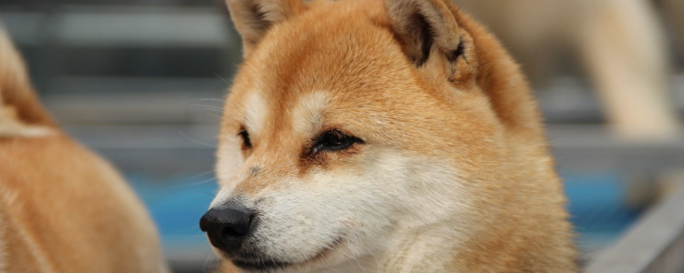 小狗能吃什么 小狗要吃什么