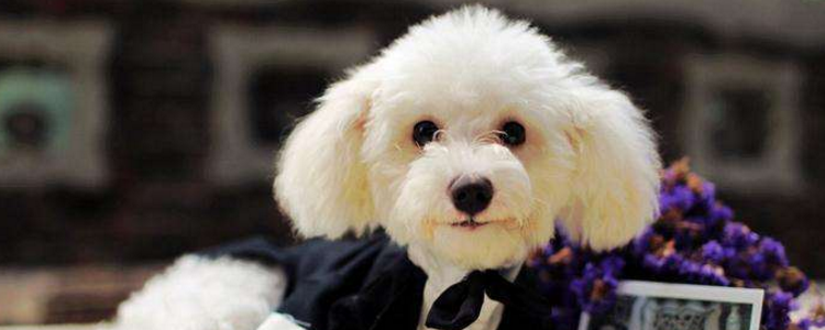 养泰迪会患“病” 养狗需谨慎！