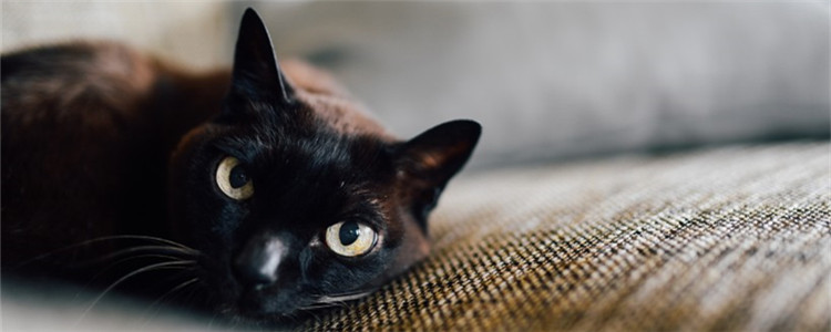 养猫的四大好处 难怪有这么多人喜欢养猫