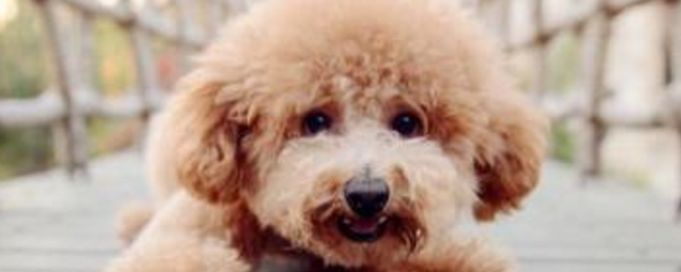 买泰迪犬注意事项 买泰迪注意以下几点白送都不要！