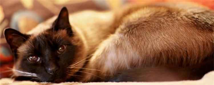 怎么给猫做驱虫 特殊时期的猫要如何驱虫