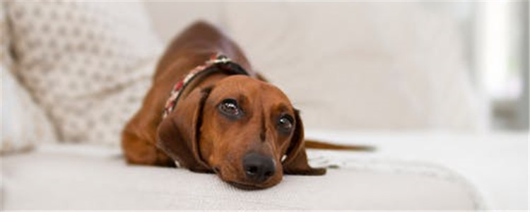 狗粮怎么喂才好 教你如何科学的喂养狗狗