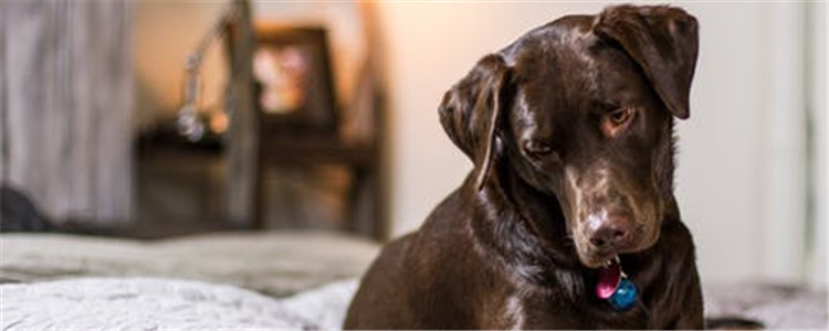 狗不做绝育的坏处 你还不带你家狗狗去绝育