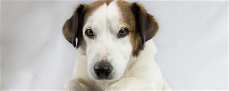 狗狗生病的三种症状 你家的狗狗出现过吗