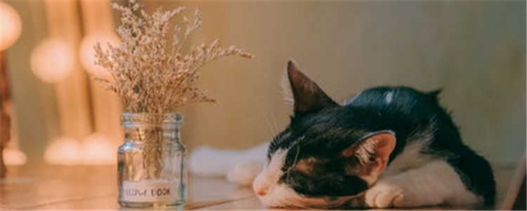 猫咪生病的三大症状 作为主人千万不能忽视