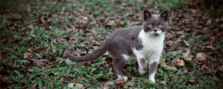 猫吃土是怎么回事 猫咪为什么会产生异食癖