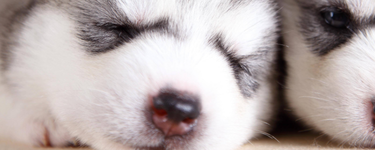 如何奖励狗狗 你需要掌握这些方法！