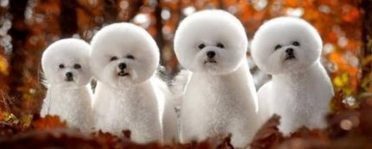 狗狗驱虫药什么牌子好 教你如何选择驱虫药品牌