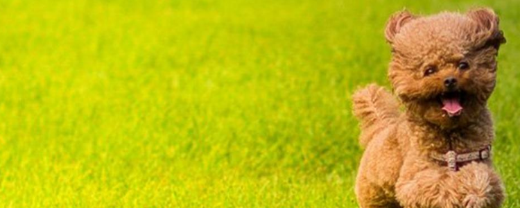 泰迪好养吗 养泰迪的5大难题