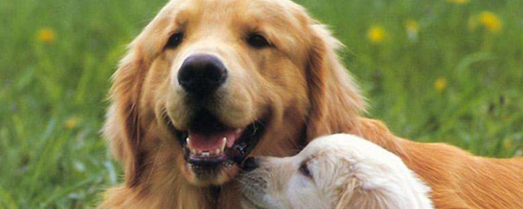 金毛一生必经的5个阶段 你要好好爱护它