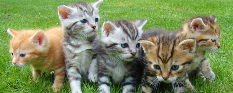 猫拉绿色的便便 猫咪吃草有哪些好处