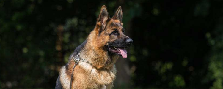 适合家养的狗 哪些狗听话适合家养你都知道吗？