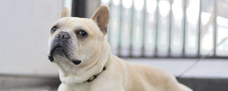 狗狗抱大腿抖动剧烈 狗狗总抱大腿你尴尬吗?