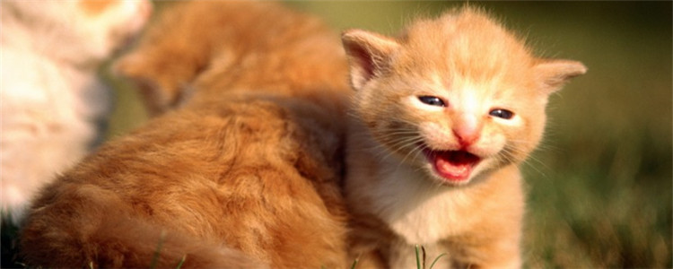 猫打疫苗吐黄水 猫咪打疫苗有哪些注意事项完