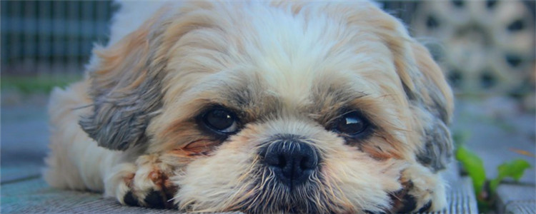 什么狗粮品牌好 推荐五种狗粮给你