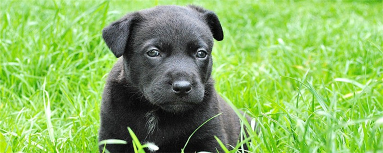 狗为什么会吃屎 狗吃屎有哪几种原因