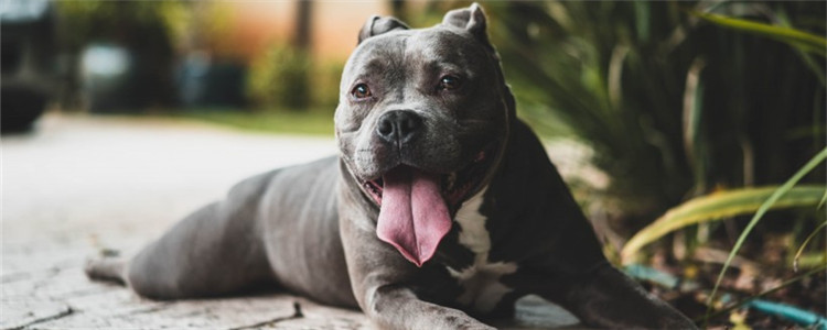 怎么给狗狗挑选狗粮 三招教你如何分辨优劣质狗粮