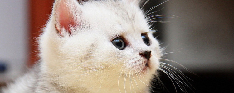 猫咪眼睛上面的毛秃了 是怎么回事