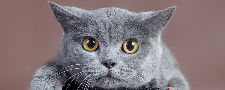 猫咪鼻子黑 原因是什么