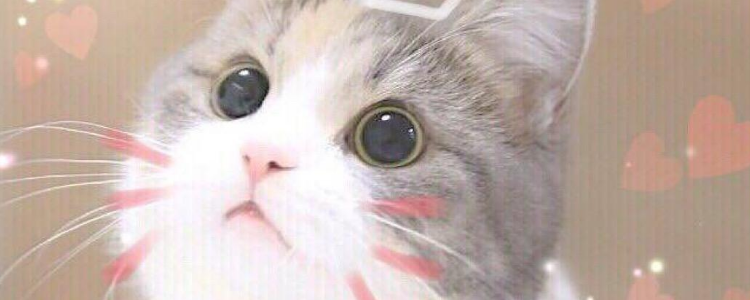 猫嗓子哑了还总是干呕 是什么原因?