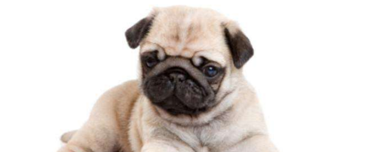 狗狗眼睛周围突然肿了 狗狗眼睛周围肿了这些原因不可忽视