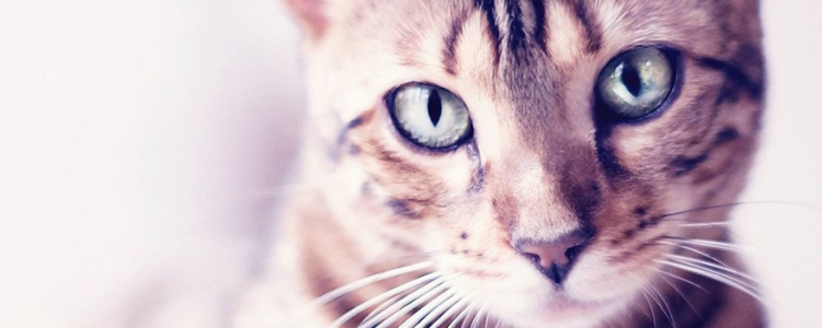 猫的眼睛有什么神奇功能 你知道吗