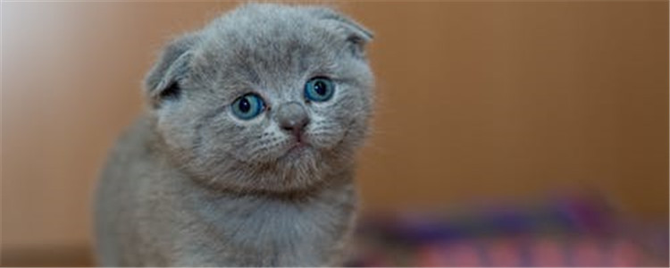 猫瘟是什么 猫咪得猫瘟的症状是什么