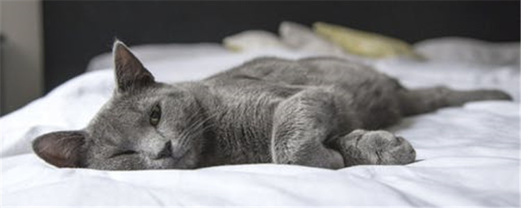 猫不出门会不会得猫瘟 感染了猫瘟的猫要如何护理