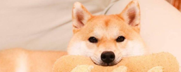 柴犬拉屎规律 训练狗狗上厕所