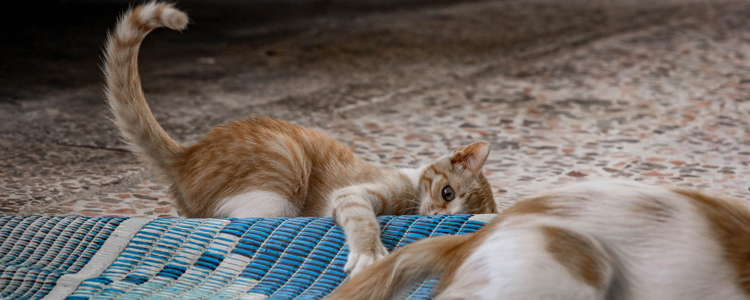 猫咪交配成功什么症状 你知道如何判断猫怀孕吗