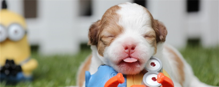 狗狗生产如何照顾 千万别把狗狗单独留在家中