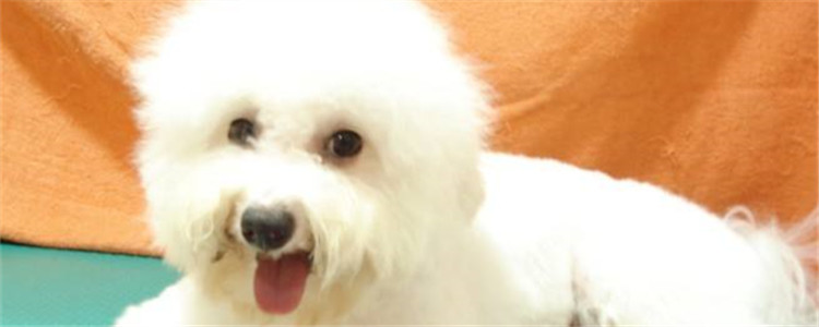 比熊缺钙的表现是什么 怎么给狗狗补钙