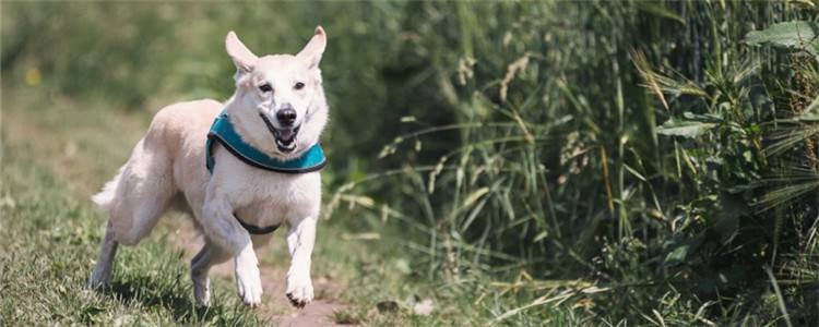 狗狗不能喝什么水 千万别给狗狗喝这四种“水”