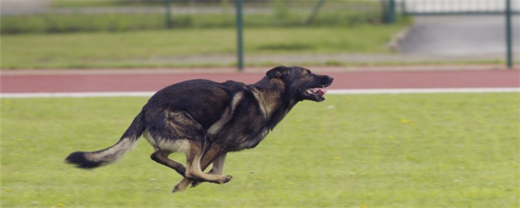 什么人不适合养狗 这三种人劝你善良别养狗