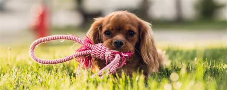狗狗夏天喜欢得皮肤病 如何预防狗狗得皮肤病