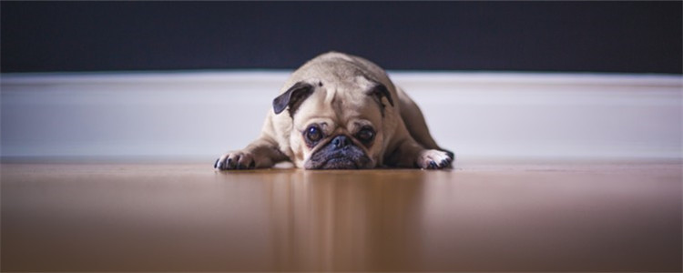 狗来大姨妈要注意什么 狗狗居然也会来大姨妈